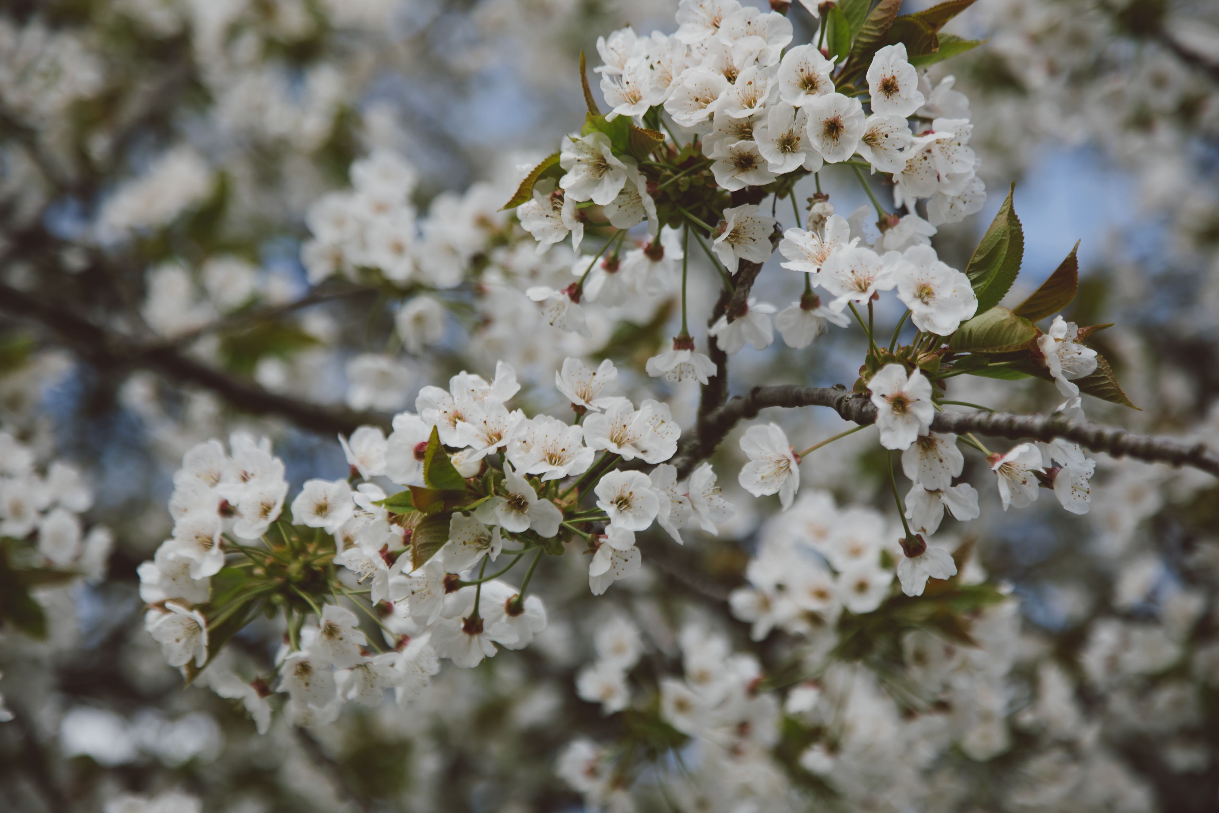 Blossom