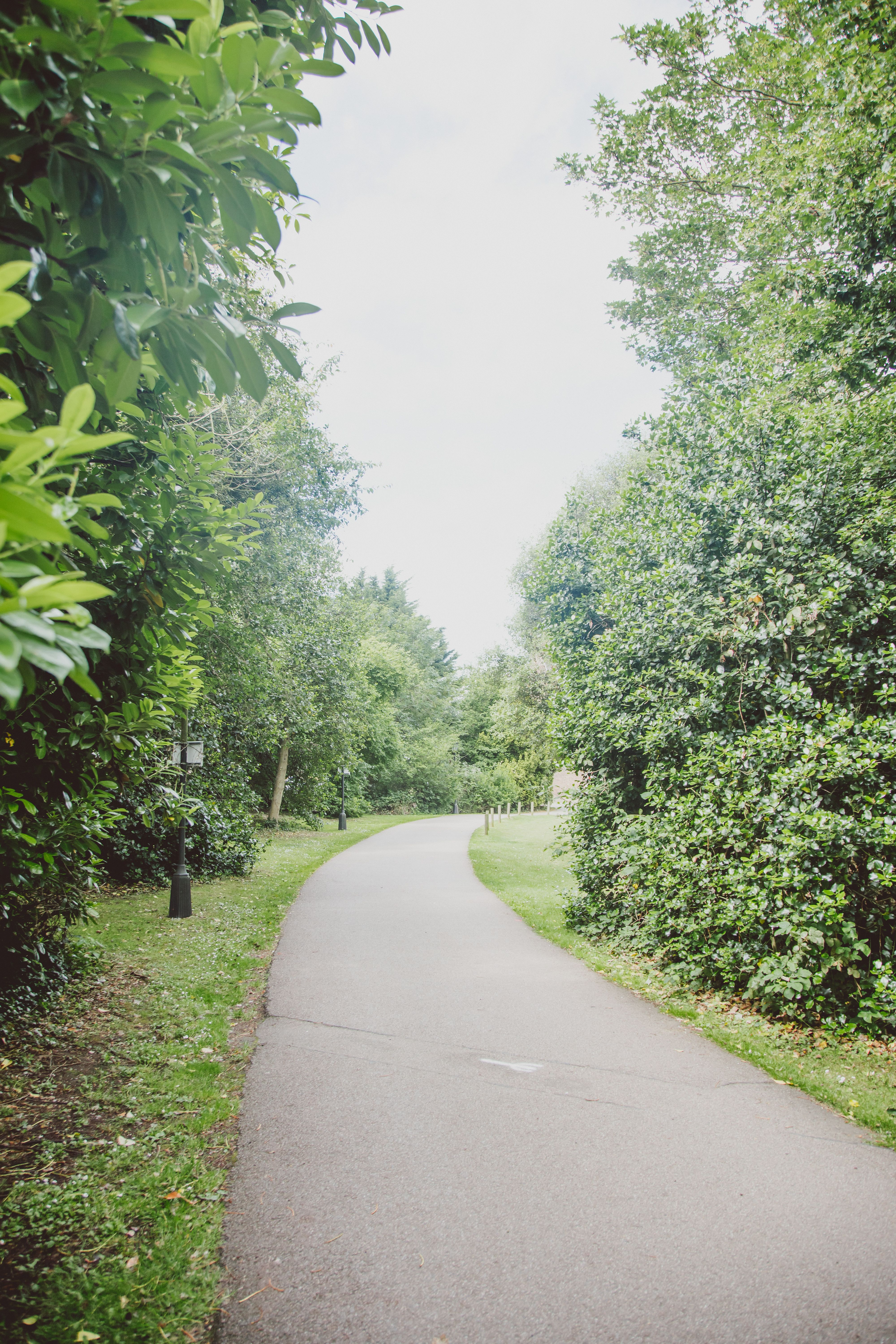 Tree-lined street