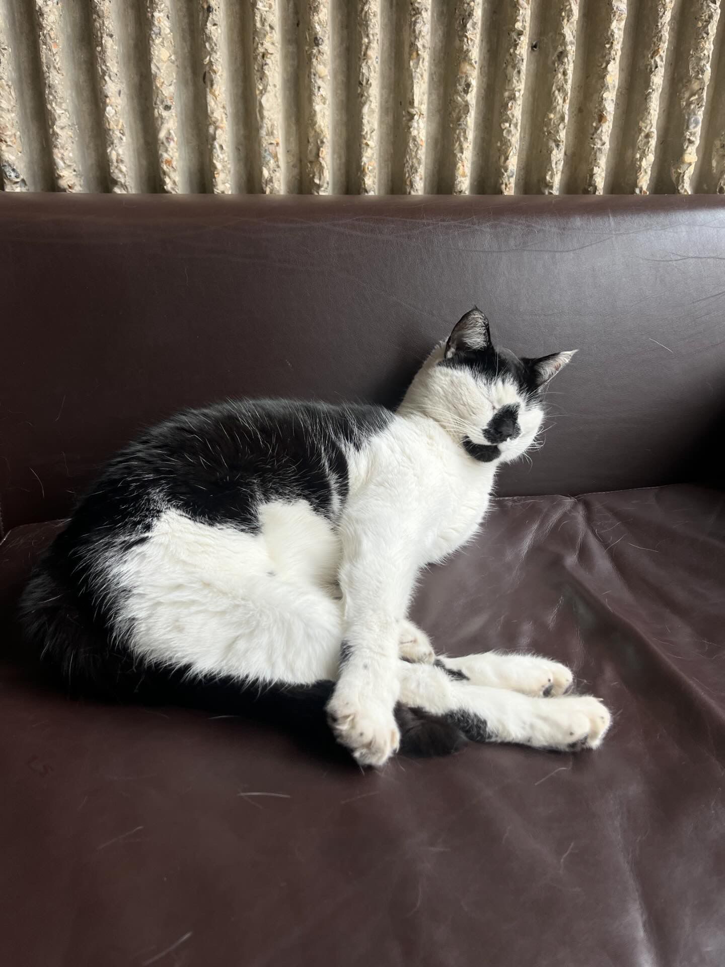 Campus cat, Pebbles, asleep