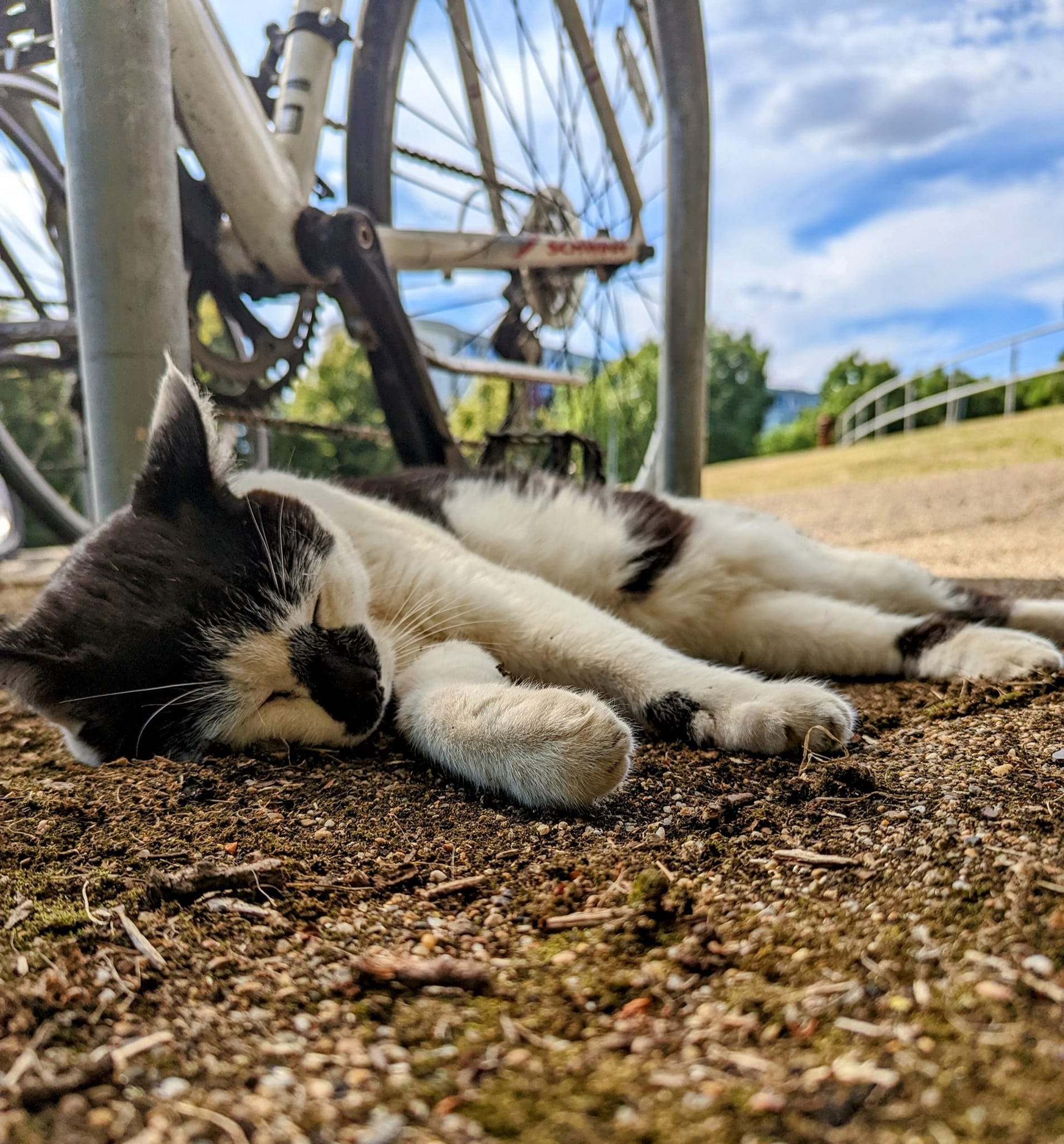Pebbles asleep in front of a bike on campus