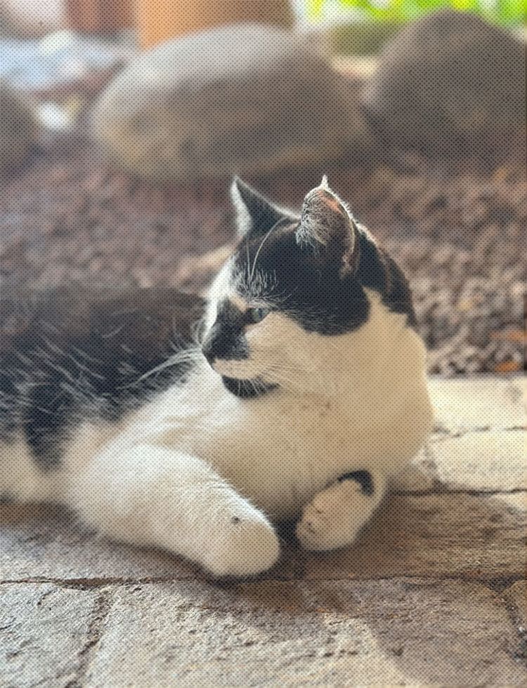 Side profile of campus cat