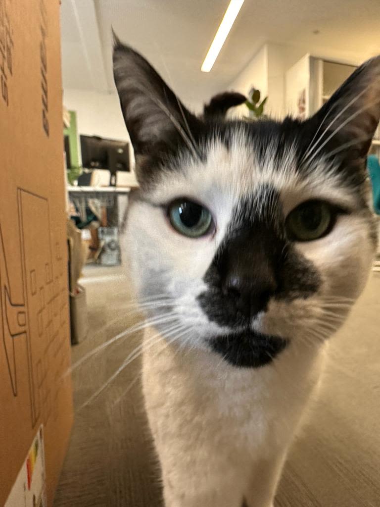 Close up of Campus Cat's face